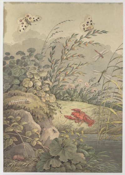 Vannstykke med krabbe, sommerfugler, øyenstikkere og havtorn, ca. 1800. av Adrian Zingg