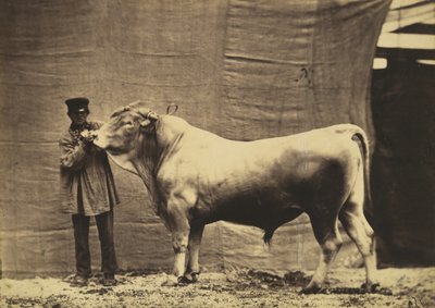 [Okse fra Glene, kantonen Fribourg], av Adrien Alban Tournachon