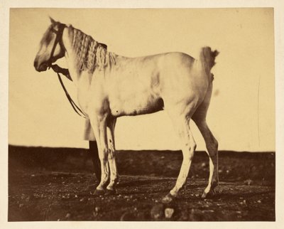  av Adrien Alban Tournachon