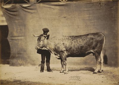Garonnaiseku, 5 til 6 år gammel, 1856. av Adrien Alban Tournachon