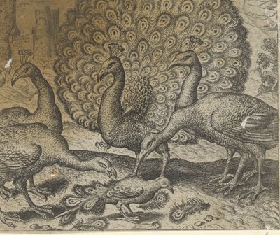 Fabel om skjære med påfuglfjærene av Egidius  Sadeler (II)