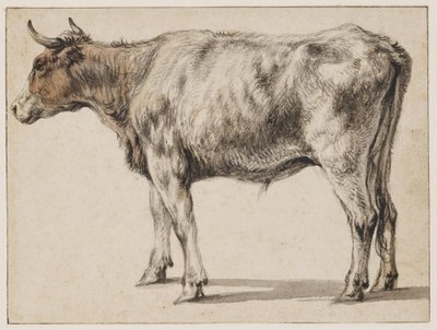 En stående ung okse av Aelbert Cuyp