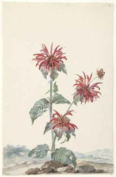 En rød bergamott i et landskap av Aert Schouman (signed by artist)