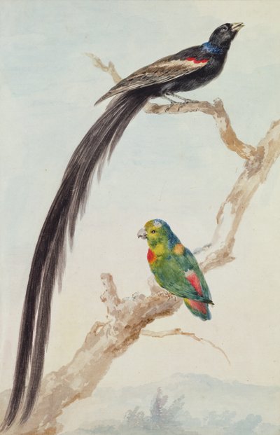 En langhalefugl og en blåkronet hengende papegøye, 1783 (kritt, wc og blyant på papir) av Aert Schouman