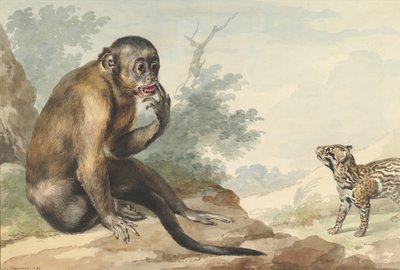 En ape som sitter på en stein og ser på en sivet, 1764. av Aert Schouman