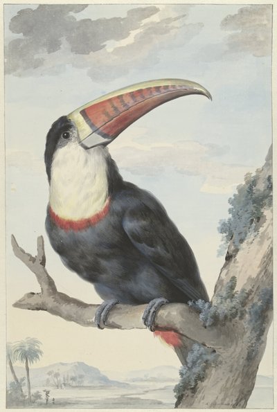 Rødnebbtukan av Aert Schouman