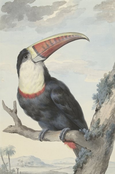 Rødnebbtukan, 1748 av Aert Schouman