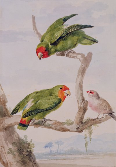 To dvergpapegøyer med rød ansikt og en voksnebb, 1756 (kritt, wc og blyant på papir) av Aert Schouman