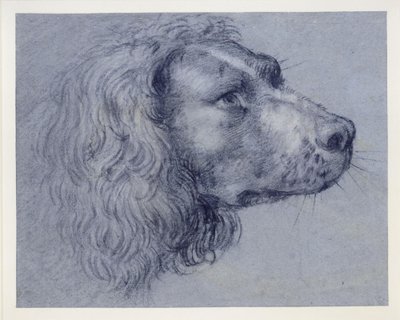 Hodestudie av en spaniel av Agostino Carracci