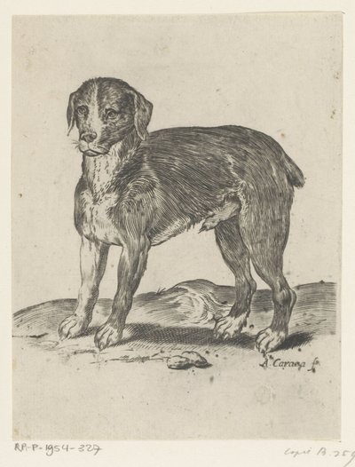 stående hund av Agostino Carracci