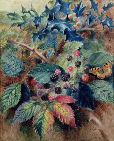 Bjørnebær og Holly med en sommerfugl av Albert Durer Lucas