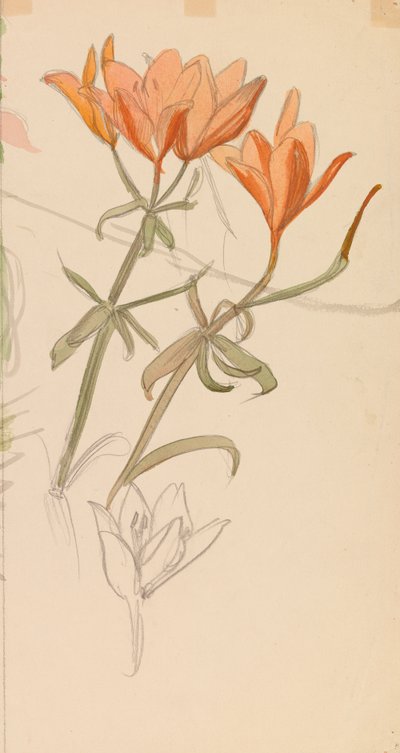 Orange Lilien av Albert Edelfelt