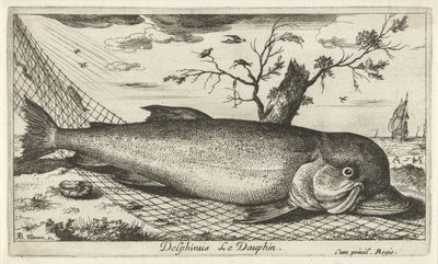 Delfin i et fiskegarn Delphinus Le Dauphin. (tittel på objekt) Fisk og andre sjødyr - saltvann tredje serie (serietittel) Poissons de mer (serietittel) av Albert Flamen