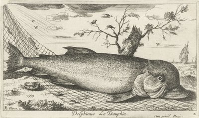 Delfin i et fiskegarn Delphinus Le Dauphin. (tittel på objekt) Fisk og andre sjødyr - saltvann tredje serie (serietittel) Poissons de mer (serietittel) av Albert Flamen