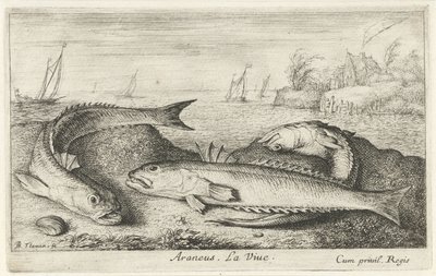 Tre flekkete på stranden Araneus. LaVie. (tittel på objekt) Fisk og andre sjødyr - saltvanns andre serie (serietittel) Poissons de mer (serietittel) av Albert Flamen