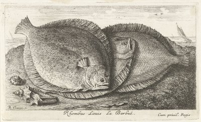 Tre unger på stranden Rhombus Laeuis La Barbuë (tittel på objekt) Fisk og andre sjødyr - saltvann tredje serie (serietittel) Poissons de mer (serietittel) av Albert Flamen