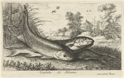 Tre chubs på en elvebredd cephalus. Le Meunier. (tittel på objekt) Fisk og andre sjødyr - ferskvanns første serie (serietittel) Diverse Especes de Poissons d