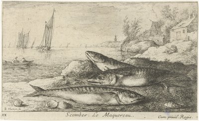 Tre makreller på stranden Scomber. Le Maquereau. (tittel på objekt) Fisk og andre sjødyr - saltvanns første serie (serietittel) Diverse Especes de Poissons de mer (serietittel) av Albert Flamen