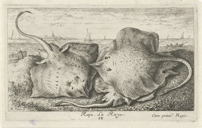 Tre stråler på stranden raja. La Raye. (tittel på objekt) Fisk og andre sjødyr - saltvanns andre serie (serietittel) Poissons de mer (serietittel) av Albert Flamen