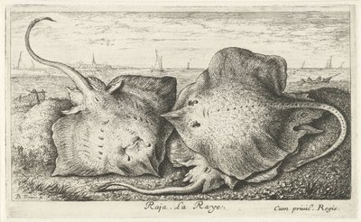 Tre stråler på stranden raja. La Raye. (tittel på objekt) Fisk og andre sjødyr - saltvanns andre serie (serietittel) Poissons de mer (serietittel) av Albert Flamen