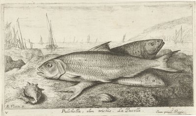Tre fisker på stranden Pulchella, olim trichis. La Pucelle. (tittel på objekt) Fisk og andre sjødyr - saltvanns første serie (serietittel) Diverse Especes de Poissons de mer (serietittel) av Albert Flamen