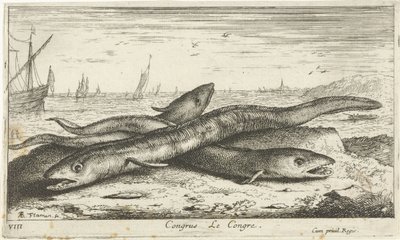 Tre konger ål på stranden Congrus Le Congre. (tittel på objekt) Fisk og andre sjødyr - saltvann første serie (serietittel) Diverses Especes de Poissons de mer (serietittel) av Albert Flamen
