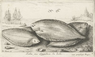 Tre såler på stranden Solea siue Lingulaca. La Solle. (tittel på objekt) Fisk og andre sjødyr - saltvann tredje serie (serietittel) Poissons de mer (serietittel) av Albert Flamen