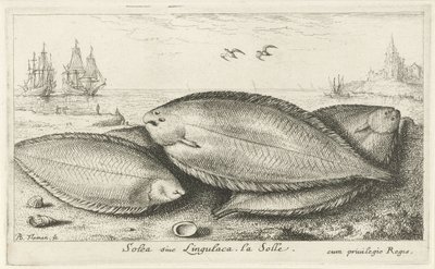Tre såler på stranden Solea siue Lingulaca. La Solle. (tittel på objekt) Fisk og andre sjødyr - saltvann tredje serie (serietittel) Poissons de mer (serietittel) av Albert Flamen