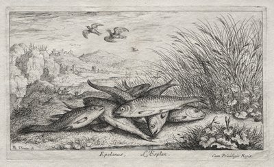 Ferskvannsfisk, del II: Epelanus, L