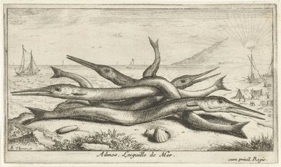 Festet på stranden Admos. Lesguille de Mer. (tittel på objekt) Fisk og andre sjødyr - saltvann tredje serie (serietittel) Poissons de mer (serietittel) av Albert Flamen