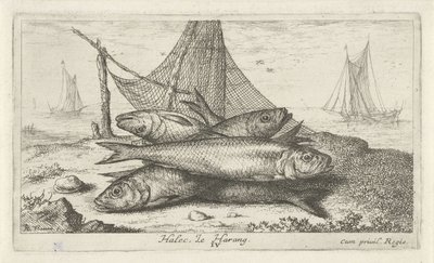 Sild i et fiskegarn Halec, Le Harang. (tittel på objekt) Fisk og andre sjødyr - saltvanns andre serie (serietittel) Poissons de mer (serietittel) av Albert Flamen