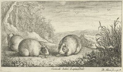 Gnagere Cuniculi Indici Lapins d'Inde (tittel på objekt) Ulike dyrearter (serietittel) av Albert Flamen