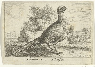 Landschap met fazant Fasan Fasan. (tittel på objekt) Tretten fugler (serietittel) Forskjellige fuglearter (serietittel) av Albert Flamen