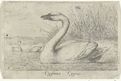 Landskap med svane Cygnus. Cygne. (tittel på objekt) Tretten fuglearter (serietittel) Diuersae Auium Specie (serietittel) av Albert Flamen