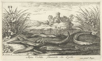 Loaches på en elvebredd Apua Cobitis fluuitilis. LaLoche. (tittel på objekt) Fisk og andre sjødyr - ferskvanns andre serie (serietittel) Seconde partie de Poissons d