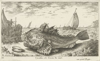Poon på stranden Cuculus. Le Coccu de mer (tittel på objekt) Fisk og andre sjødyr - saltvanns første serie (serietittel) Diverse Especes de Poissons de mer (serietittel) av Albert Flamen