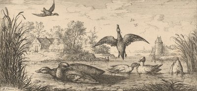 Querquedula, Cercelle The Teal: Livre d'Oyseaux Book of Birds, 1655-1660. av Albert Flamen
