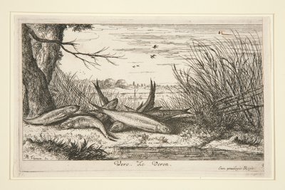 The Loach, fra den andre delen av Fresh Water Fish-serien. av Albert Flamen