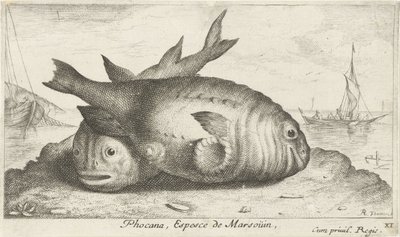 To niser på stranden Phoca Na, Espèce de Marsoüin, (tittel på objekt) Fisk og andre sjødyr - saltvann tredje serie (serietittel) Poissons de mer (serietittel) av Albert Flamen