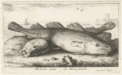 To torsker på stranden Molucius piscis. Le Morue Fraiche. (tittel på objekt) Fisk og andre sjødyr - saltvanns andre serie (serietittel) Poissons de mer (serietittel) av Albert Flamen
