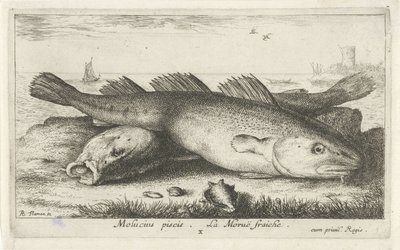 To torsker på stranden Molucius piscis. Le Morue Fraiche. (tittel på objekt) Fisk og andre sjødyr - saltvanns andre serie (serietittel) Poissons de mer (serietittel) av Albert Flamen