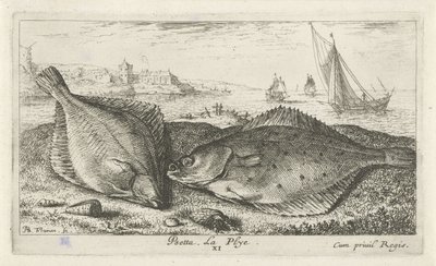 To flatfisk på stranden psetta. La Plye. (tittel på objekt) Fisk og andre sjødyr - saltvanns andre serie (serietittel) Poissons de mer (serietittel) av Albert Flamen