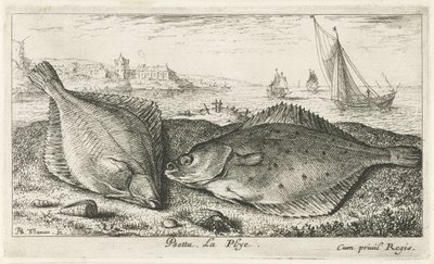 To flatfisk på stranden psetta. La Plye. (tittel på objekt) Fisk og andre sjødyr - saltvanns andre serie (serietittel) Poissons de mer (serietittel) av Albert Flamen