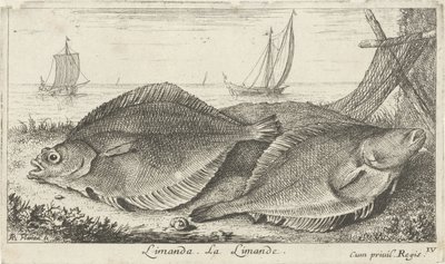 To dabber på stranden limanda. La Limande. (tittel på objekt) Fisk og andre sjødyr - saltvann tredje serie (serietittel) Poissons de mer (serietittel) av Albert Flamen