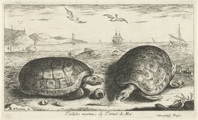 To skilpadder på stranden Testudo marina; La Tortuë de Mer (tittel på objekt) Fisk og andre sjødyr - saltvanns andre serie (serietittel) Poissons de mer (serietittel) av Albert Flamen
