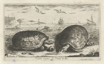 To skilpadder på stranden Testudo marina; La Tortuë de Mer (tittel på objekt) Fisk og andre sjødyr - saltvanns andre serie (serietittel) Poissons de mer (serietittel) av Albert Flamen