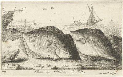 To rødspetter på stranden Flesus siue Fleteletus. La flez. (tittel på objekt) Fisk og andre sjødyr - saltvanns første serie (serietittel) Diverse Especes de Poissons de mer (serietittel) av Albert Flamen