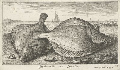 To rødspetter på stranden Quadratulus. LeQuarlet. (tittel på objekt) Fisk og andre sjødyr - saltvann tredje serie (serietittel) Poissons de mer (serietittel) av Albert Flamen