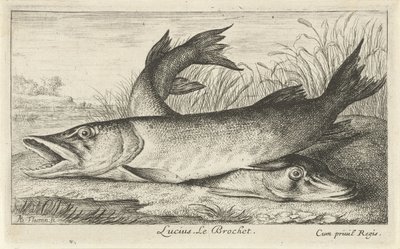 To gjedder på en elvebredd Lucius. Le Brochet. (tittel på objekt) Fisk og andre sjødyr - ferskvanns første serie (serietittel) Diverse Especes de Poissons d