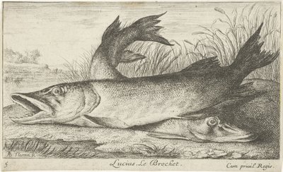 To gjedder på en elvebredd Lucius. Le Brochet. (tittel på objekt) Fisk og andre sjødyr - ferskvanns første serie (serietittel) Diverse Especes de Poissons d